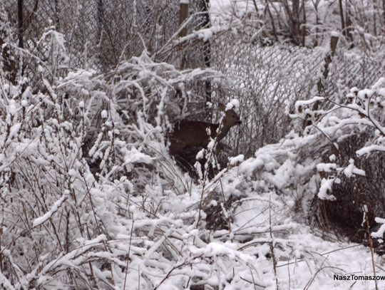 Na jeden dzień... do Tomaszowa