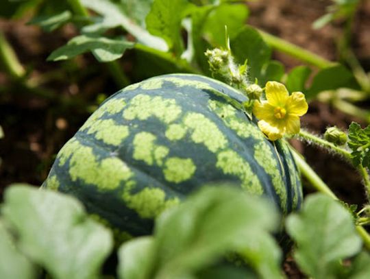 Nasiona Arbuzów: Jak Wyhodować Słodkie i Soczyste Owoce We Własnym Ogrodzie?