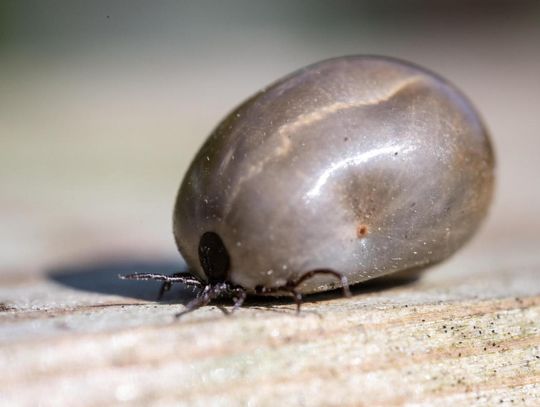 Naukowcy z UWM badają bakterie, które przenoszone przez kleszcze wywołują neoerlichiozę
