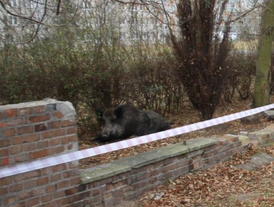 Nie będą zabijać dzikich zwierząt