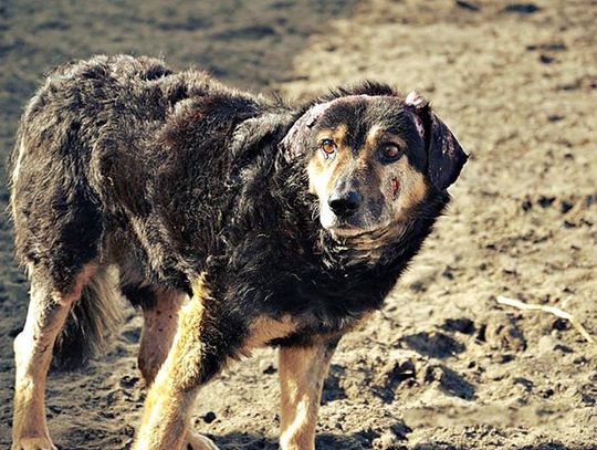 Nie dał rady, konał. Pan Życia, Król ulicy