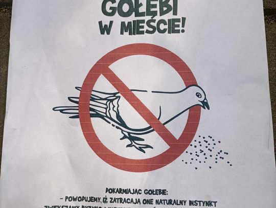 Nie dokarmiajmy gołębi? Co mówią nauka, lekarze i… mieszkańcy