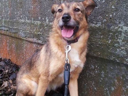 Nie kupujemy, adoptujemy