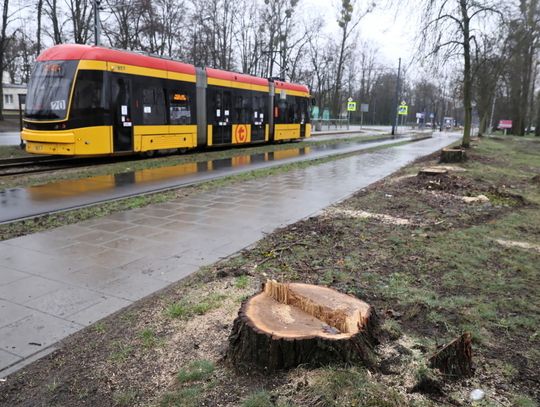 NIK: Przez 5 lat wycięto 37 tys. drzew w Warszawie – najwięcej spośród dużych miast