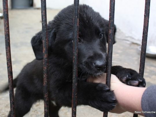 Nowi administratorzy Schroniska dla bezdomnych zwierząt w TV Amazing