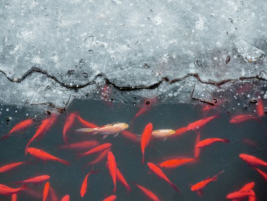 Oczko wodne zimą – jak chronić ryby przed mroźnymi miesiącami?