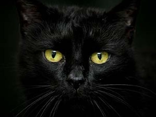 Odpukać czarnego kota