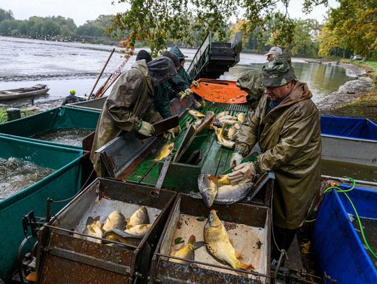 "Pan Karp": żywe karpie na święta - tylko u rybaków lub na bazarze