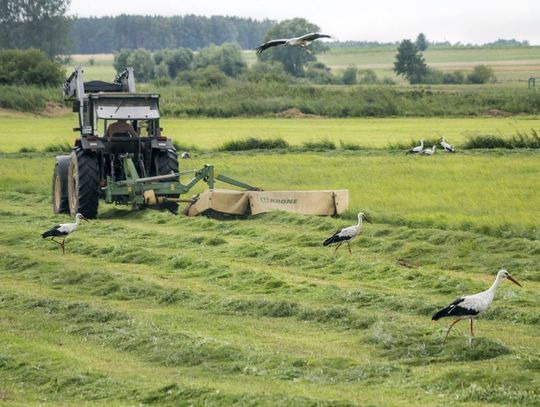 Państwa UE zatwierdziły nowe przepisy o ochronie zasobów przyrody