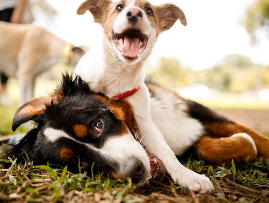 Pies to najlepszy lekarz i terapeuta