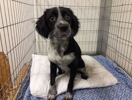 Pieski los objęty programem. Prawie 500 tysięcy złotych na opiekę nad bezdomniakami