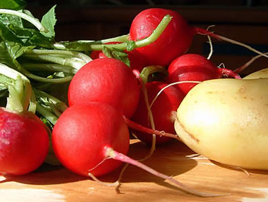 Plajtujemy przez rzodkiewkę!!!