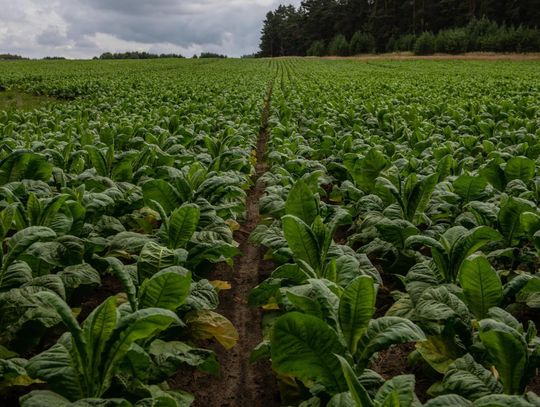 Plantatorzy tytoniu: zakaz sprzedaży aromatyzowanych wkładów do podgrzewania może zniszczyć branżę