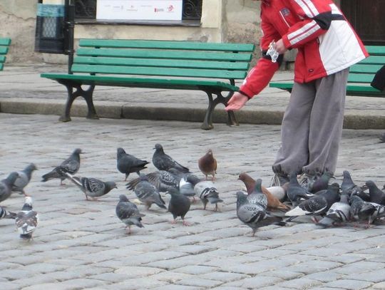 Planujesz urlop? Możesz zostać poproszony o niedokarmianie gołębi