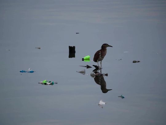 Plastikowe odpady w zbiornikach wodnych doprowadziły do powstania nowej choroby