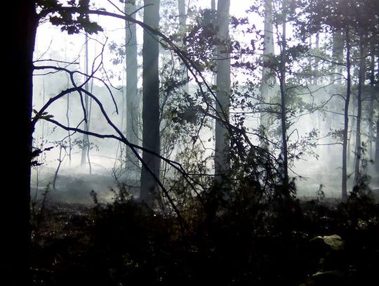 Płonął las w okolicach Wiaderna