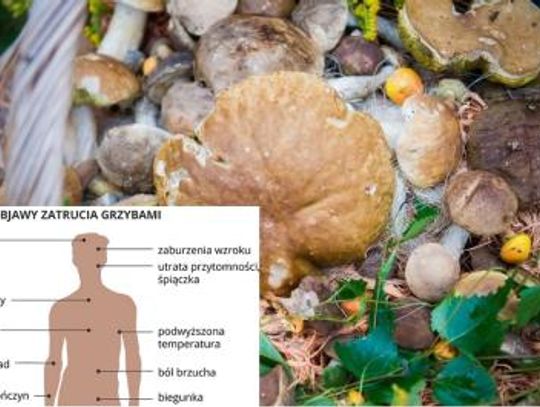 Podejrzewasz zatrucie grzybami? Trzeba działać szybko