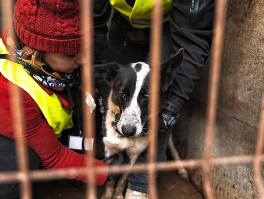 Pogotowie dla Zwierząt: policja w największym schronisku dla psów