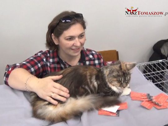 Pokaz kotów rasowych w tomaszowskim muzeum