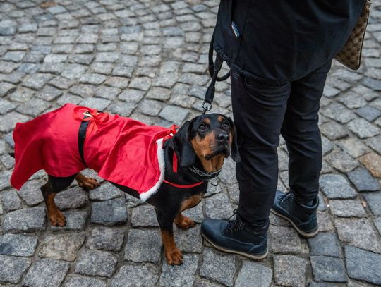 Posiadanie zwierzęcia domowego jest dobre dla mózgu