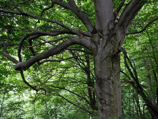 Poszukiwacz leśnych olbrzymów znalazł najwyższe drzewo liściaste w Polsce