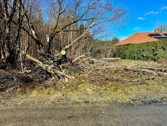 Powalone drzewa — strażacy w gotowości, sprawdź ostrzeżenia IMGW