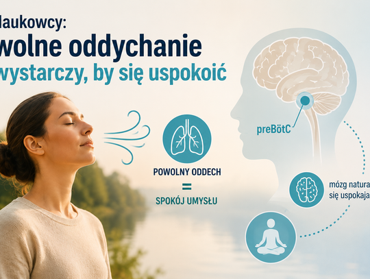 Powolne oddychanie uspokaja także bez medytacji. Naukowcy wykazali to na myszach