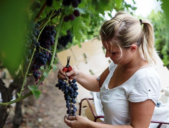 Praca sezonowa - dla uczniów i studentów ?