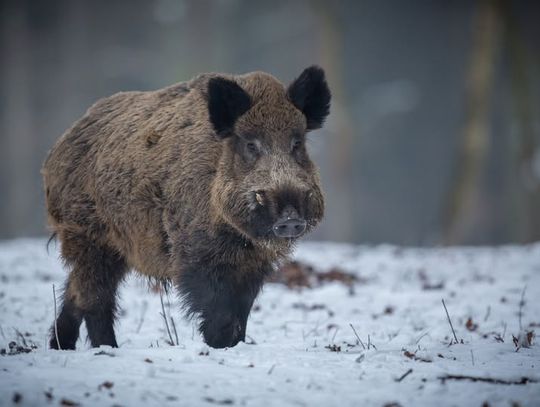 Prof. Krauze-Gryz: dzik to nie wróg miasta, lecz inteligentny inżynier ekosystemu (wywiad)