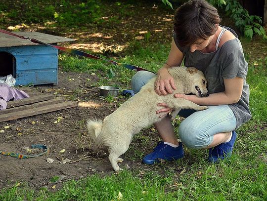 Przez auta szybę: totalitarnie czy humanitarnie?