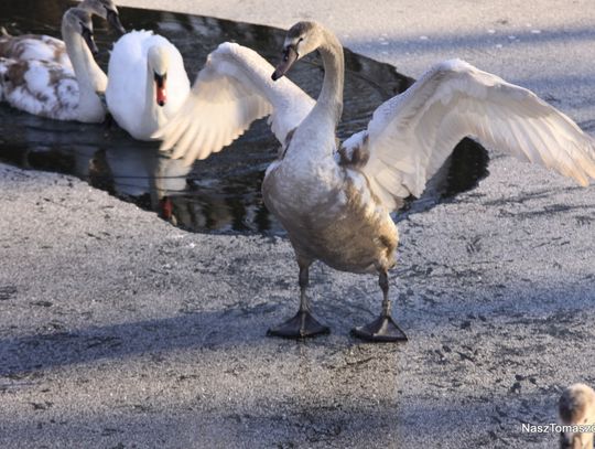 Przysypało wszystko na biało