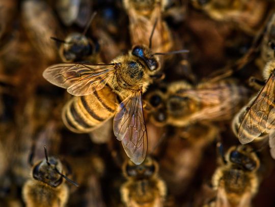 Pszczelarze mogą ubiegać się o pomoc finansową