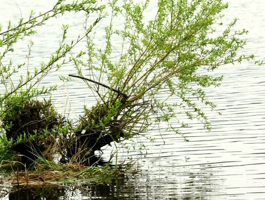 PZW Starzyce informuje