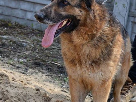 Rodzina pilnie poszukiwana