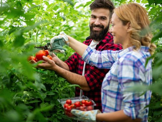 Sadzonki pomidorów online. Rozsady na balkon, do szklarni i ogrodu - sklep internetowy dla ogrodników