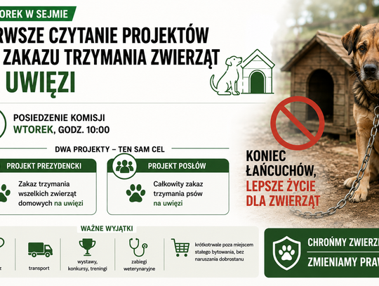 Sejmowa komisja rozpatrzy zakaz łańcuchów i nowe zasady dla kojców dla psów. Co przewidują trzy projekty?