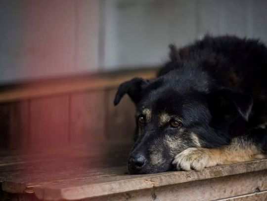 Skontrolują procedury w schronisku 