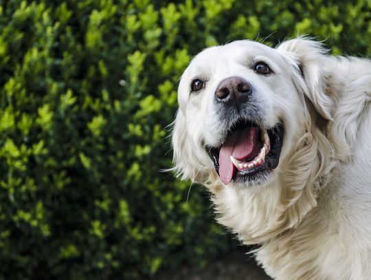 Spotkanie Mikołajkowe u Miłośników Zwierząt
