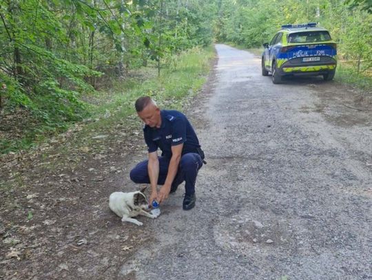 Świadek i policjanci uratowali wycieńczonego psa w Idzikowicach