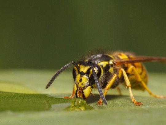 Świat z całkiem bliska
