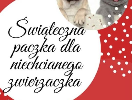 Świąteczna paczka dla niechcianego zwierzaczka