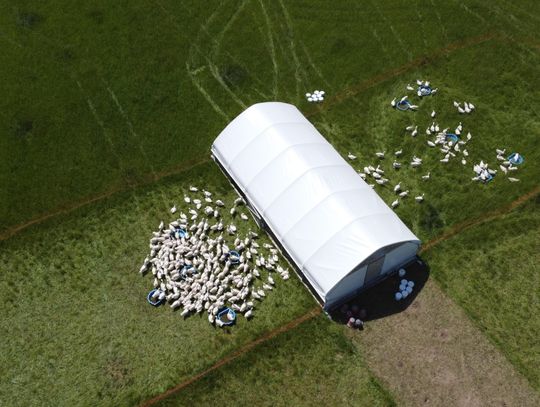 Świnie rasy puławskiej w Manufakturze Dobra – smak, który wraca do korzeni