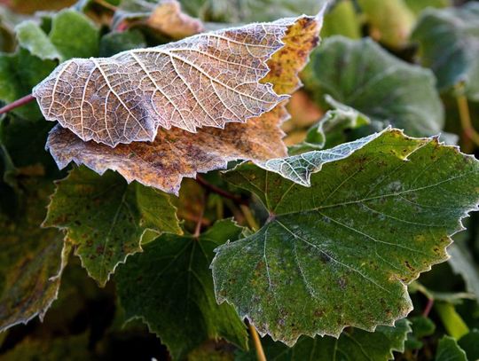 Synoptyk IMGW: sobota pogodna, z temperaturą od 10 do16 stopni; w nocy mróz na wschodzie