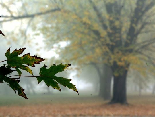 Synoptyk IMGW: wtorek pochmurny z przelotnymi opadami deszczu i wiatrem