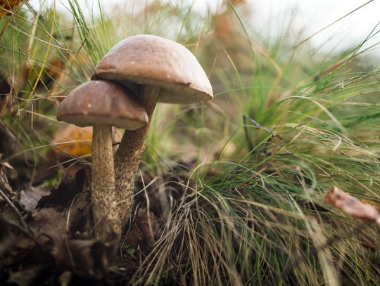 Toksykolog apeluje do grzybiarzy, żeby byli krytyczni wobec swojej wiedzy o grzybach