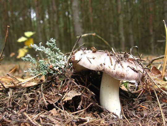 Tomaszowskie lasy wciąz pełne grzybów