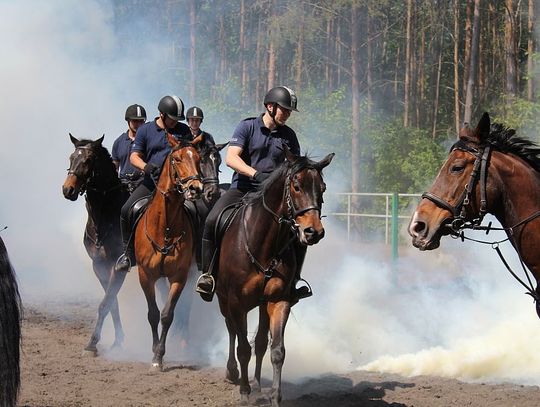 Trwa atestacja policyjnych koni