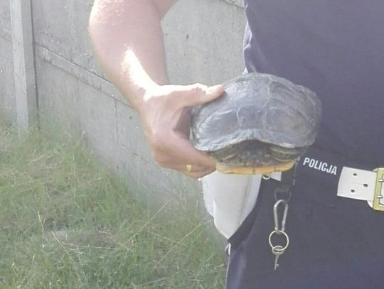 Uciekał powolnym truchtem... trafił w ręce Policji