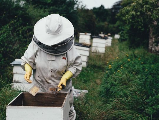 Urząd marszałkowski będzie… chronił pszczoły