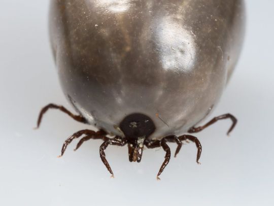 W tym roku ponad 10,5 tys. przypadków boreliozy, choroby przenoszonej przez kleszcze